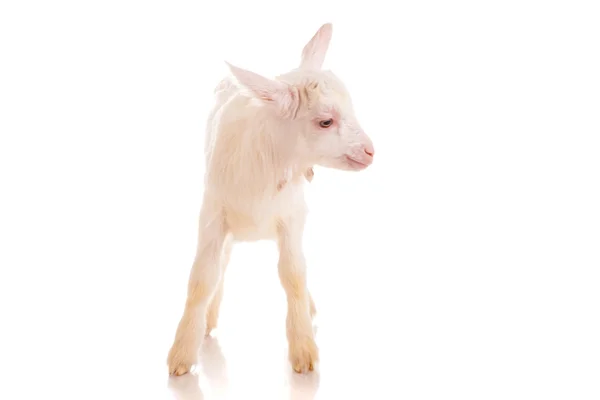 Goat , isolated — Stock Photo, Image