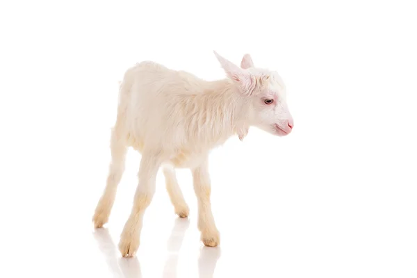 Goat , isolated — Stock Photo, Image