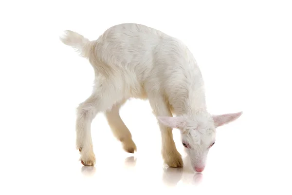 Goat , isolated — Stock Photo, Image