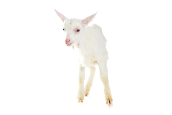 Goat , isolated — Stock Photo, Image