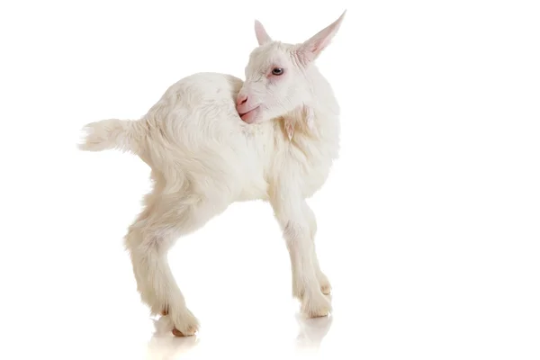 Goat , isolated — Stock Photo, Image