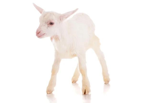 Goat , isolated — Stock Photo, Image