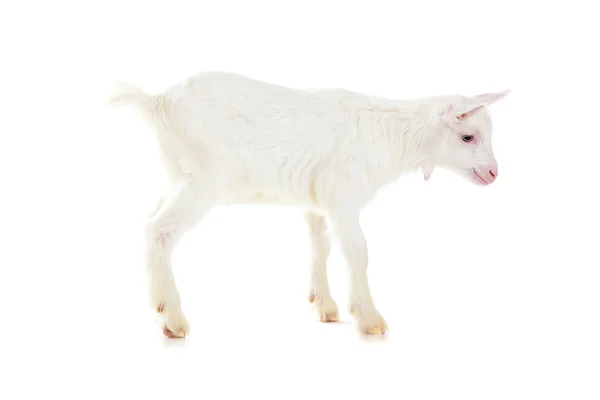 Goat , isolated — Stock Photo, Image