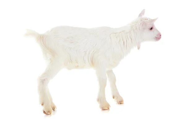 Koza, na białym tle — Zdjęcie stockowe