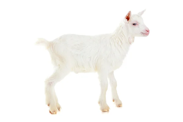 Koza, na białym tle — Zdjęcie stockowe