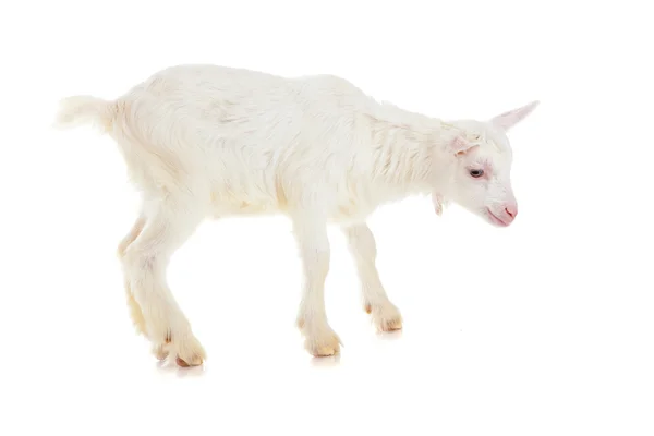 Goat , isolated — Stock Photo, Image