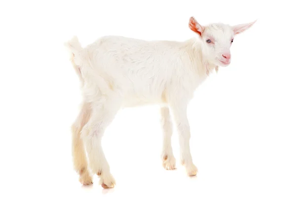 Goat , isolated — Stock Photo, Image