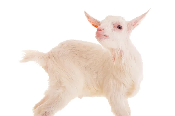 Goat , isolated — Stock Photo, Image