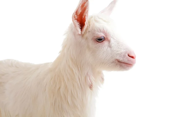 Goat , isolated — Stock Photo, Image