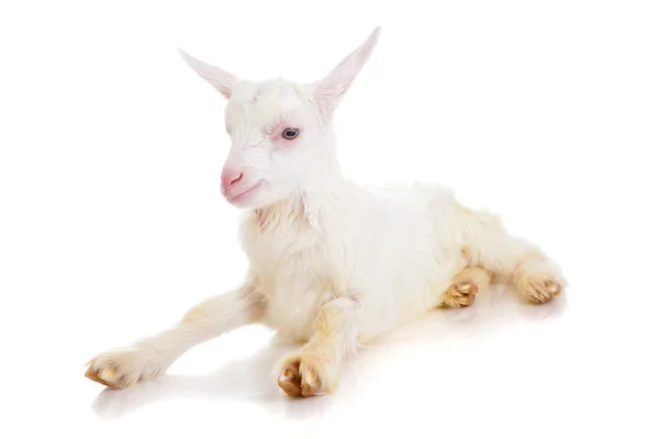 Goat , isolated — Stock Photo, Image