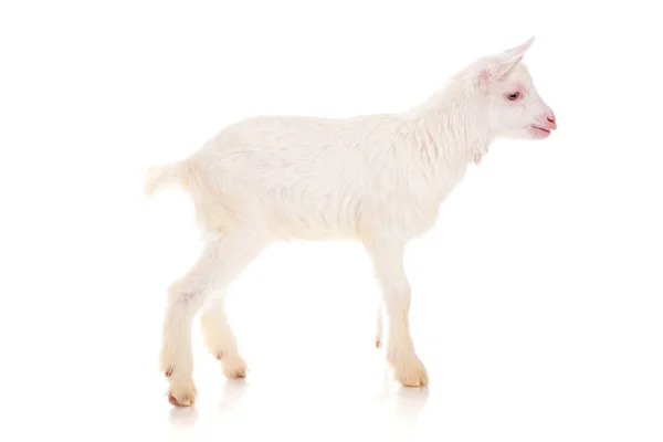 Goat , isolated — Stock Photo, Image