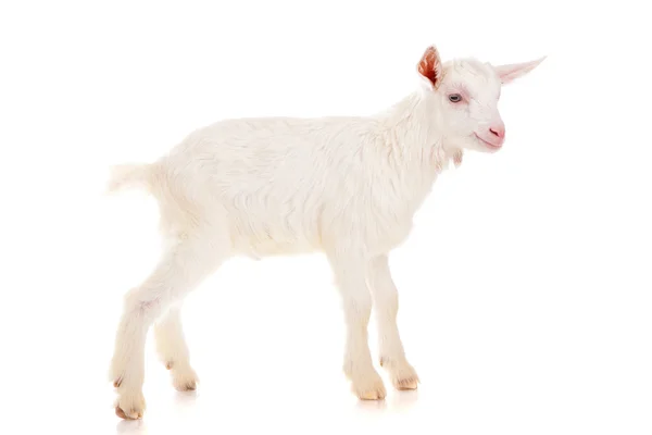 Goat , isolated — Stock Photo, Image