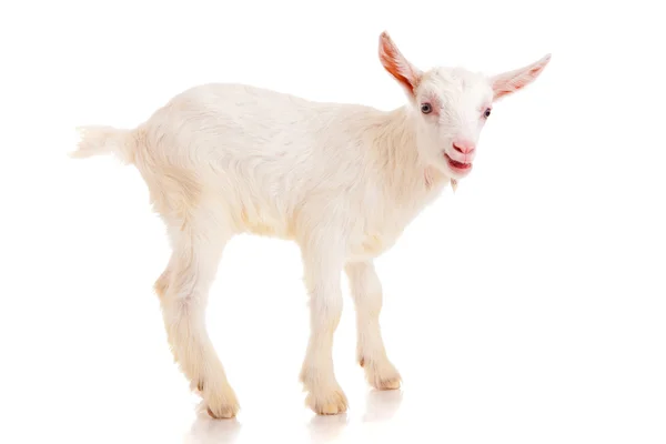 Goat , isolated — Stock Photo, Image