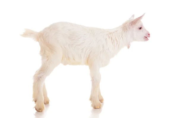 Goat , isolated — Stock Photo, Image