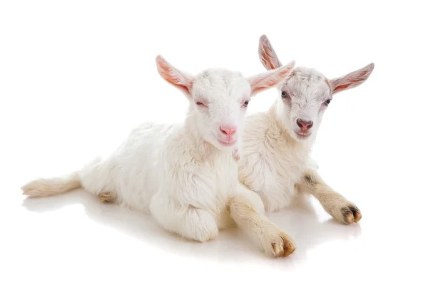 Dwoje dzieci, kozy, na białym tle — Zdjęcie stockowe