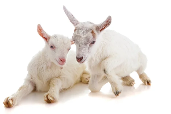 Two kids of a goat, isolated — Stock Photo, Image