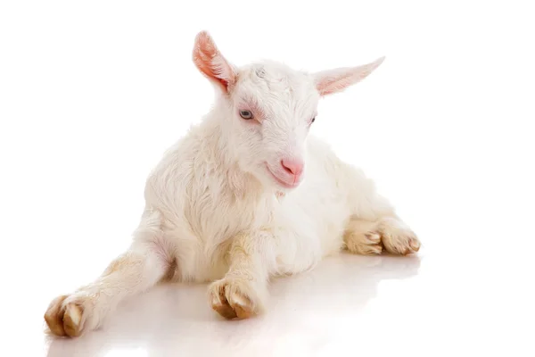 Goat , isolated — Stock Photo, Image