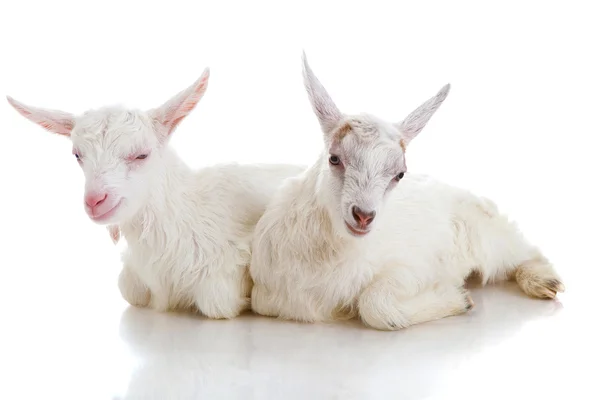 Two kids of a goat, isolated — Stock Photo, Image