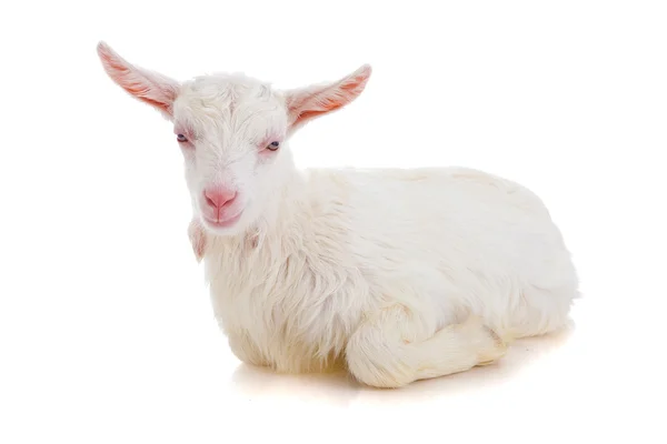 Goat , isolated — Stock Photo, Image