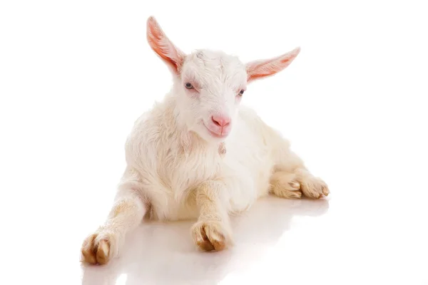 Goat , isolated — Stock Photo, Image