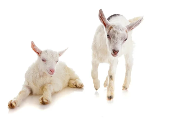 Dwoje dzieci, kozy, na białym tle — Zdjęcie stockowe