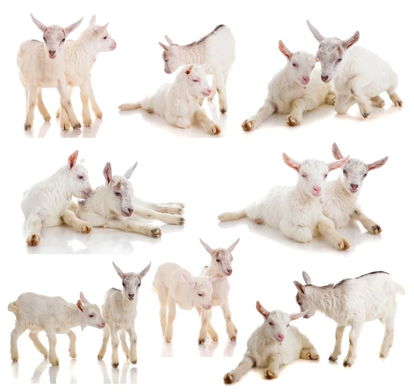 çocukları izole bir keçinin ayarla