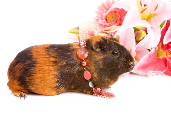 기니 돼지 꽃에 대 한 하 고, 고립 된 — 스톡 사진