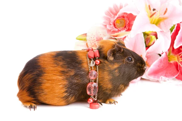 기니 돼지 꽃에 대 한 하 고, 고립 된 — 스톡 사진