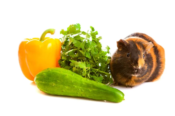 Guinea pig about vegetables, isolated — Stock Photo, Image