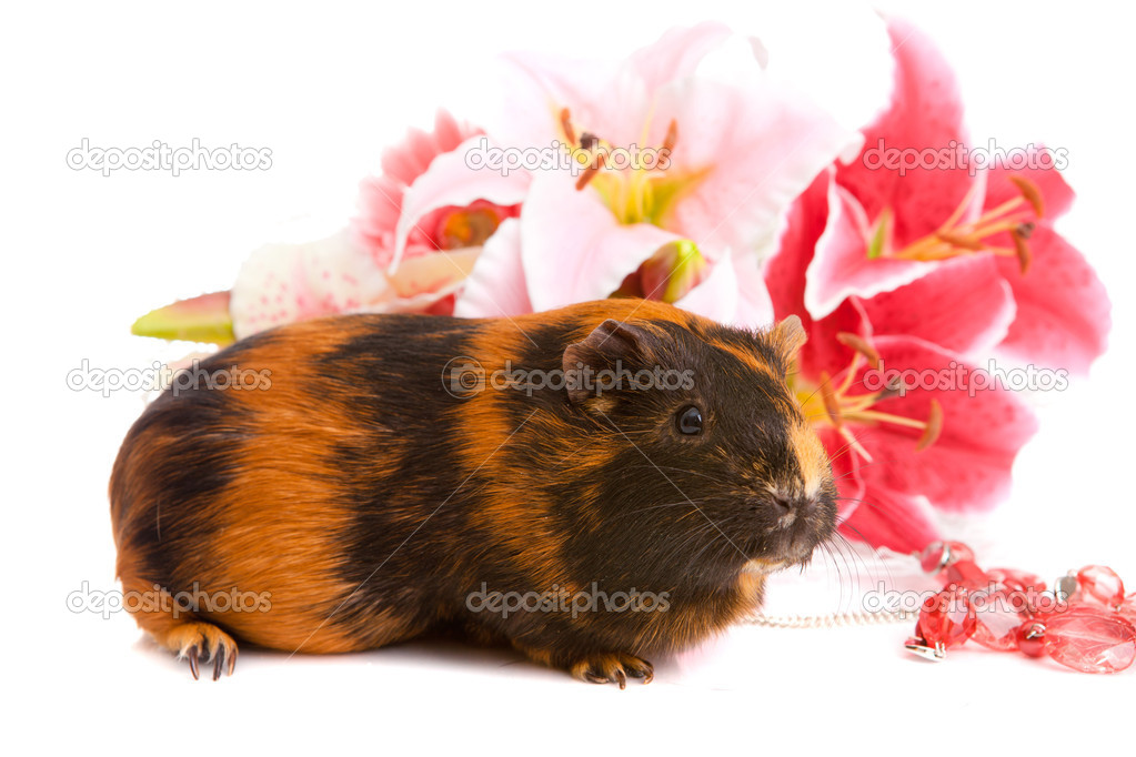 guinea pig about flowers and, isolated