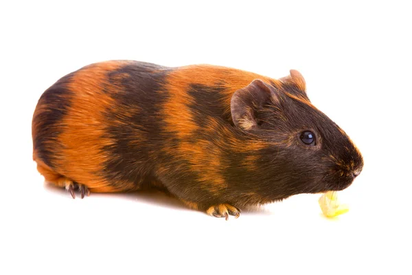 Cavia, isolata — Foto Stock