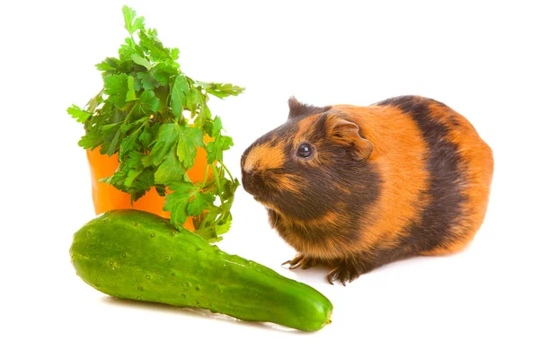 Guinea pig about vegetables, isolated — Stock Photo, Image