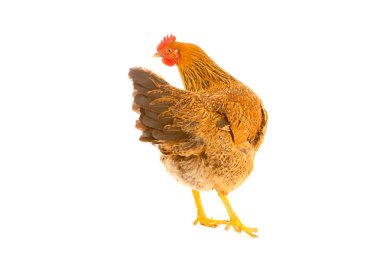 Horoz tavuk izole beyaz bir arka plan üzerinde