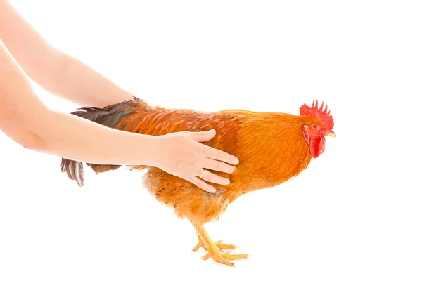 Gallina da gallo su sfondo bianco, isolata — Foto Stock