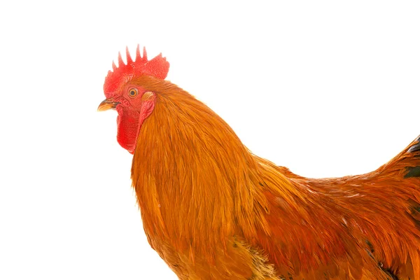 Kohout kuře na bílém pozadí, izolované — Stock fotografie