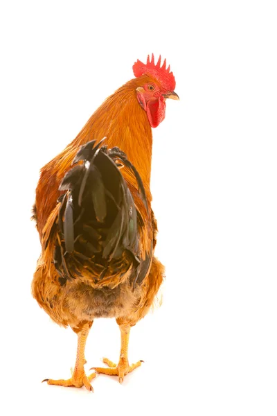 Pollo de gallo sobre fondo blanco, aislado —  Fotos de Stock