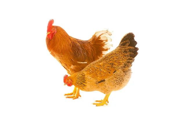 Haan kip op een witte achtergrond, geïsoleerd — Stockfoto