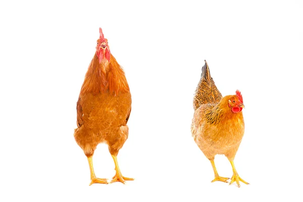 Haan kip op een witte achtergrond, geïsoleerd — Stockfoto