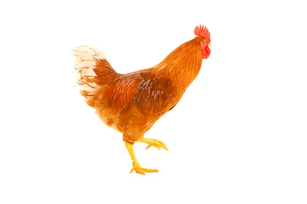 Rooster chicken on a white background, isolated — Stock Photo, Image