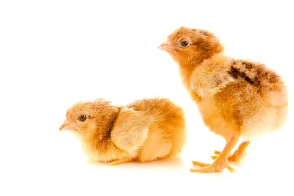 Маленький цыпленок, изолированный — стоковое фото