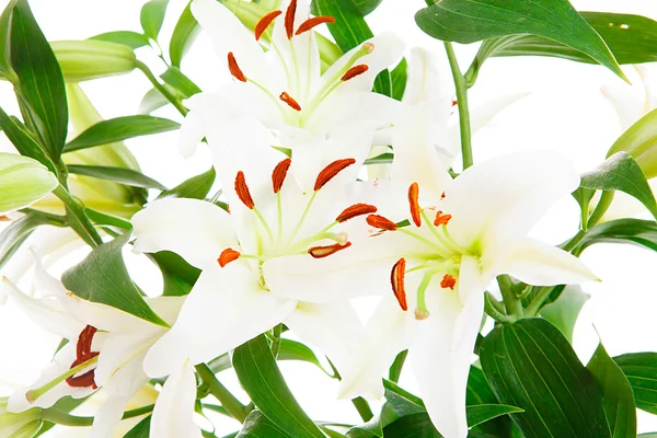 Flores de buquê, isoladas — Fotografia de Stock