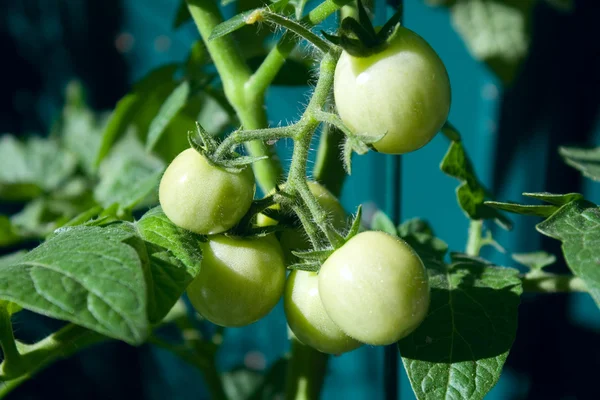 Green Tomatoes — Stock Photo, Image