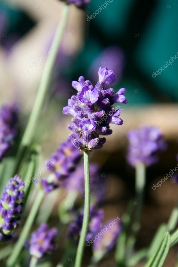 ラベンダーの花の庭 ストック写真 C Suwanneeredhead ラベンダーの花の庭 ストック写真 C Suwanneeredhead