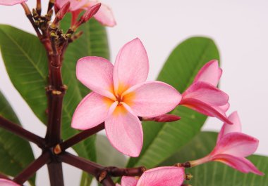 plumeria çiçekler üzerinde beyaz izole