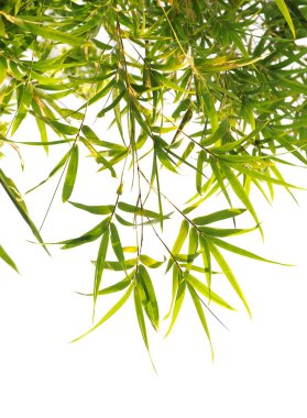Bambu Yaprakları