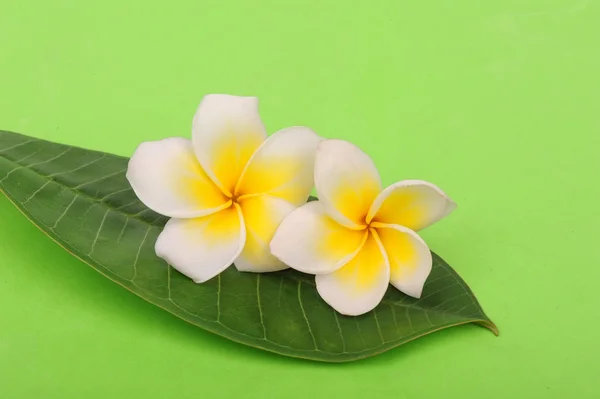 Frangipani e pedra polida em esteira de bambu — Fotografia de Stock