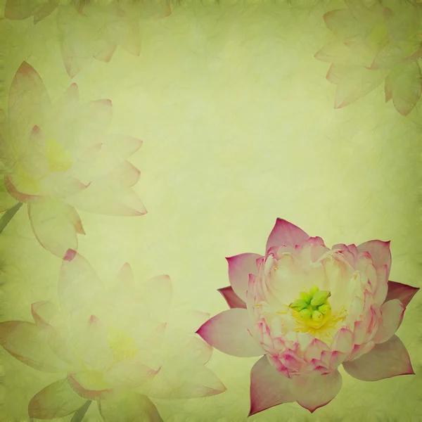 Rosa Lotus auf dem alten Grunge-Papier Hintergrund — Stockfoto