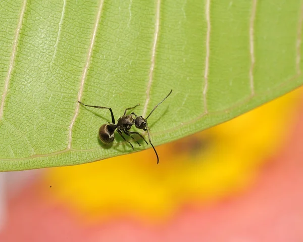 Ant in nature — Stock Photo, Image