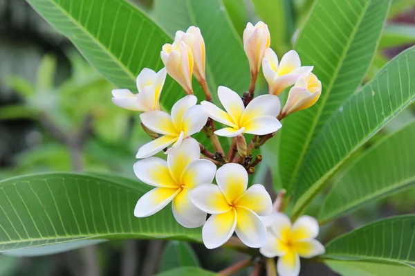 Plumeria flores aisladas en blanco — Foto de Stock