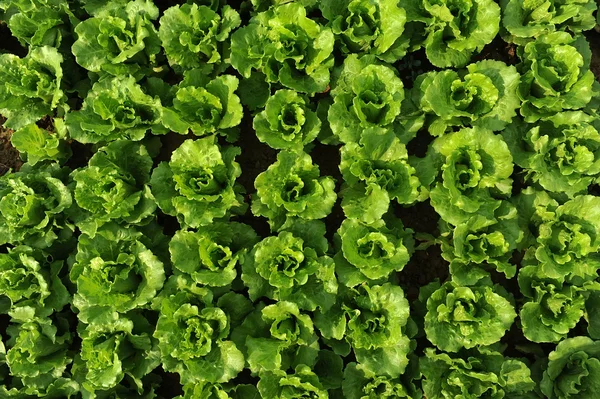 Salat wächst im Boden — Stockfoto